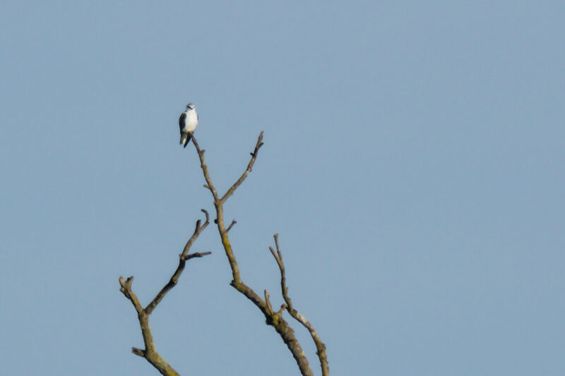Elanion blanc en Loire-Atlantique